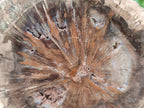 Polished Dadoxylon Petrified Wood Slices x 6 From Gokwe, Zimbabwe