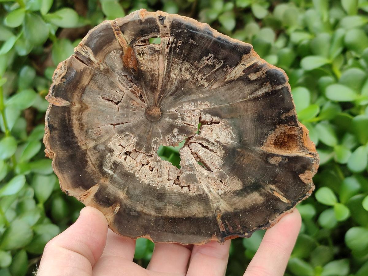 Polished Dadoxylon Petrified Wood Slices x 6 From Gokwe, Zimbabwe