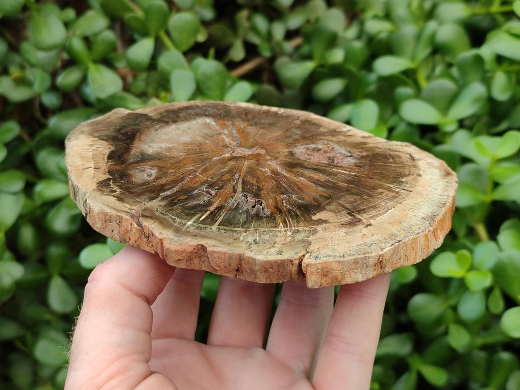 Polished Dadoxylon Petrified Wood Slices x 6 From Gokwe, Zimbabwe