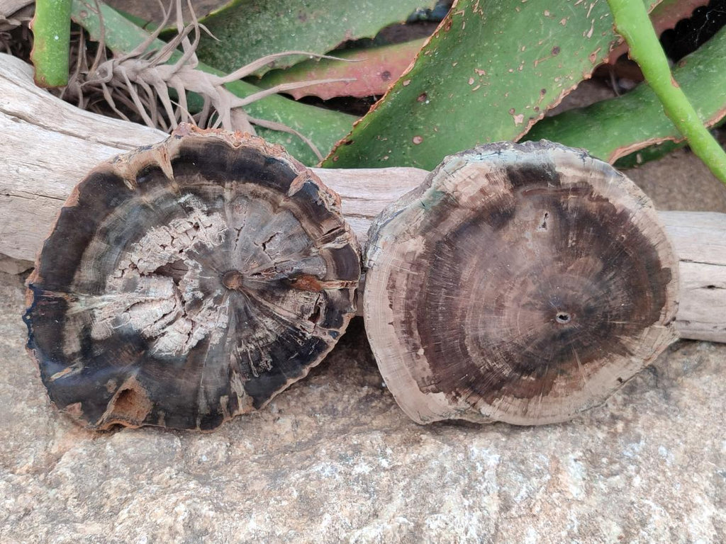 Polished Dadoxylon Petrified Wood Slices x 6 From Gokwe, Zimbabwe