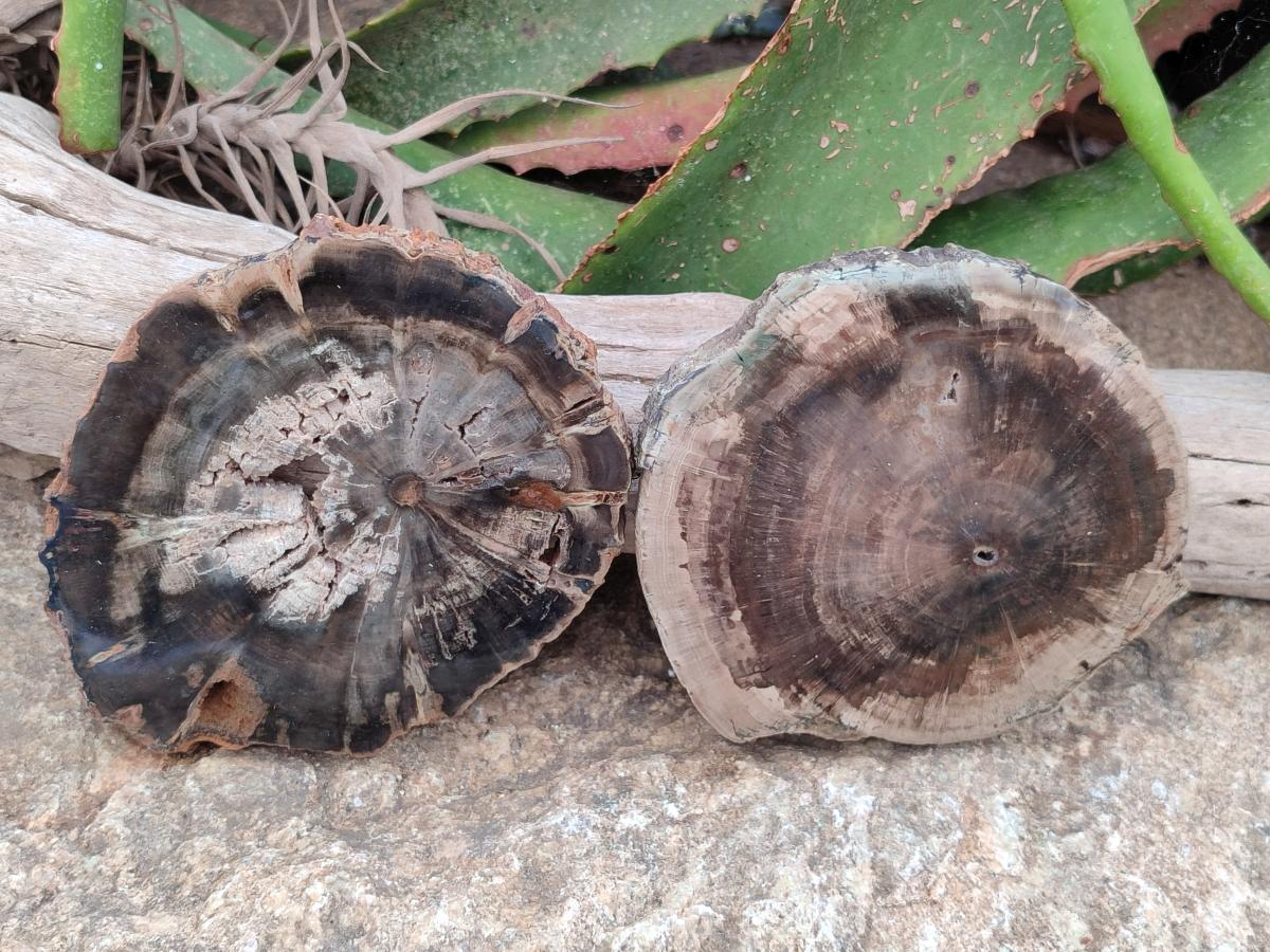 Polished Dadoxylon Petrified Wood Slices x 6 From Gokwe, Zimbabwe