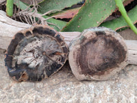 Polished Dadoxylon Petrified Wood Slices x 6 From Gokwe, Zimbabwe