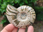 Polished Cleoniceras Ammonite Fossils x 6 From Tulear, Madagascar