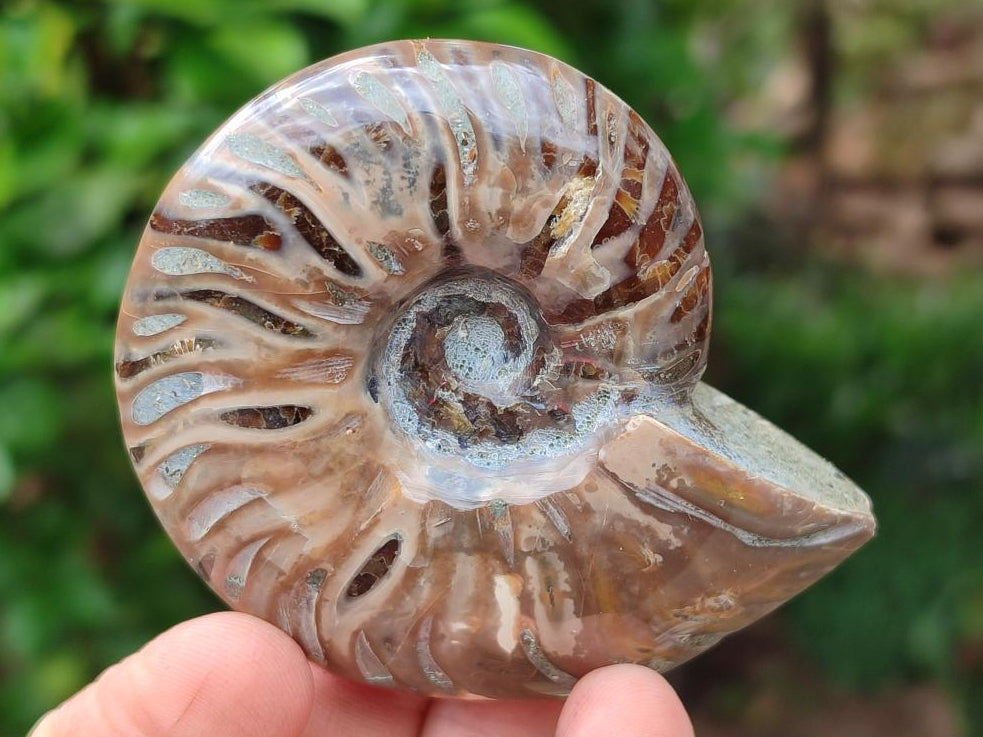 Polished Cleoniceras Ammonite Fossils x 6 From Tulear, Madagascar
