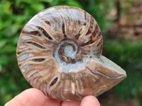 Polished Cleoniceras Ammonite Fossils x 6 From Tulear, Madagascar