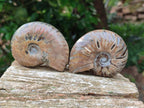 Polished Cleoniceras Ammonite Fossils x 6 From Tulear, Madagascar