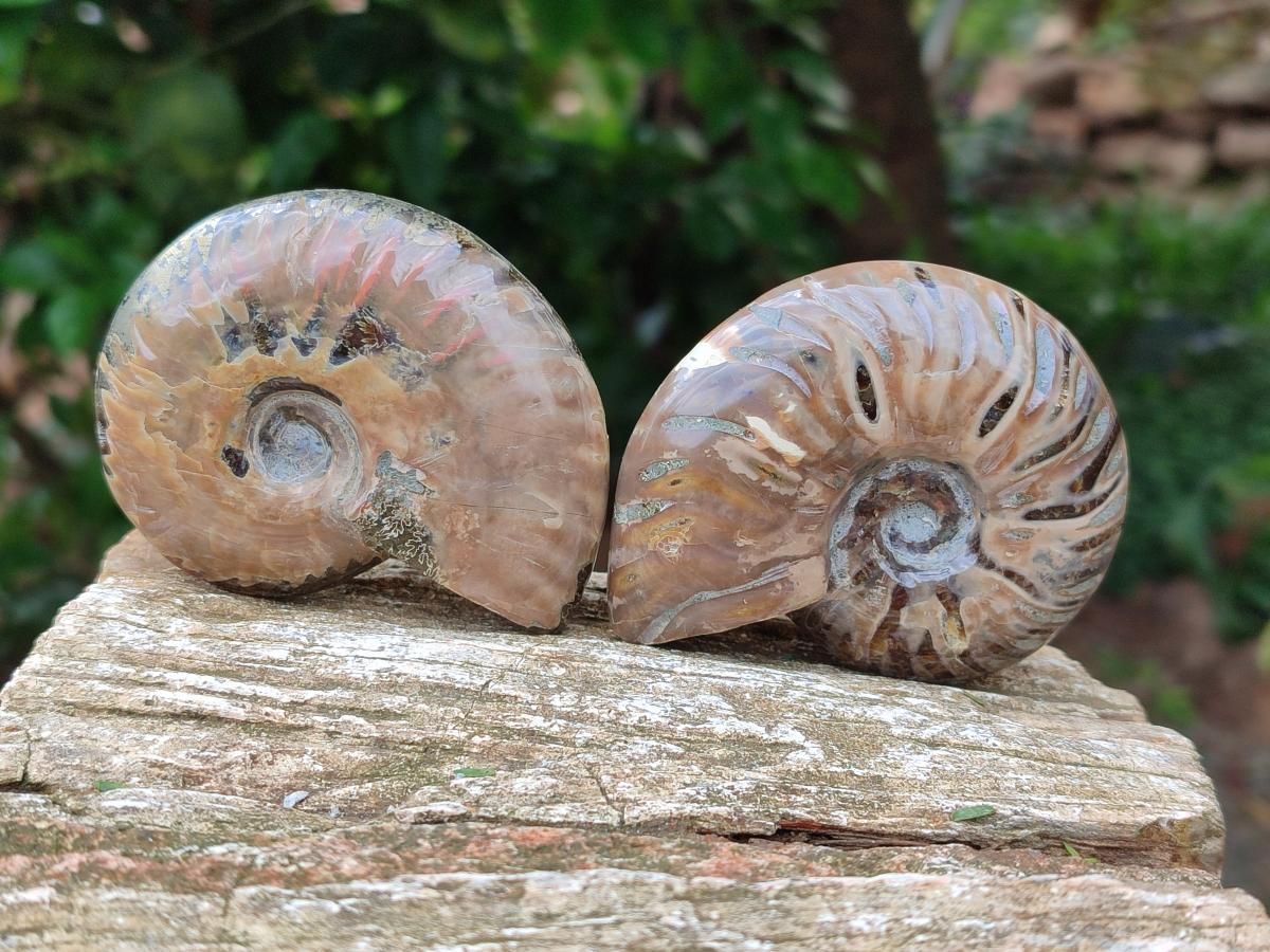 Polished Cleoniceras Ammonite Fossils x 6 From Tulear, Madagascar
