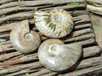 Polished Cleoniceras Ammonite Fossils x 6 From Tulear, Madagascar