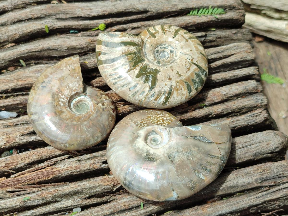 Polished Cleoniceras Ammonite Fossils x 6 From Tulear, Madagascar