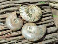 Polished Cleoniceras Ammonite Fossils x 6 From Tulear, Madagascar