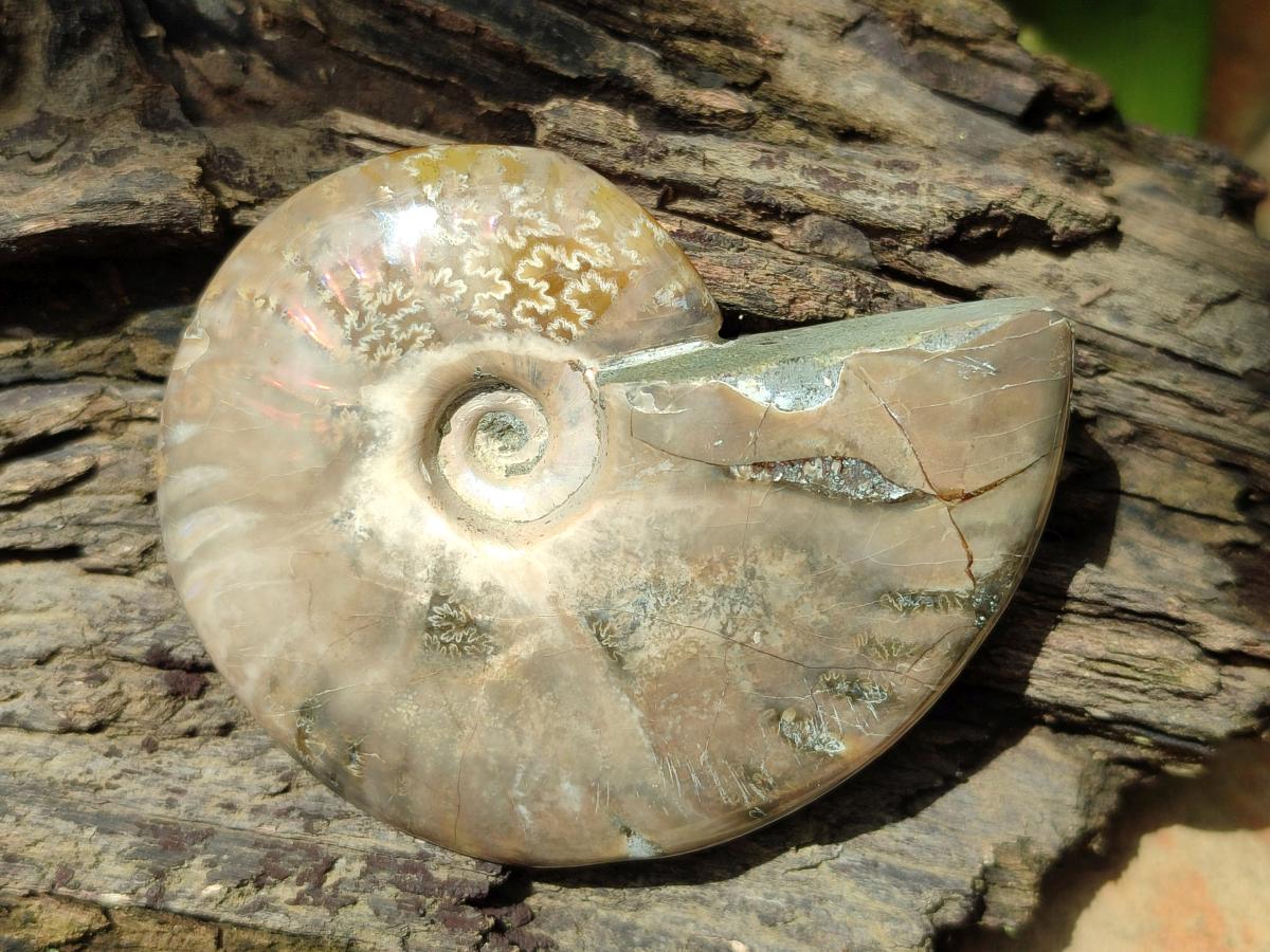 Polished Cleoniceras Ammonite Fossils x 6 From Tulear, Madagascar