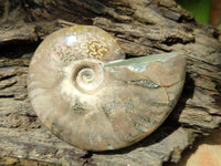 Polished Cleoniceras Ammonite Fossils x 6 From Tulear, Madagascar