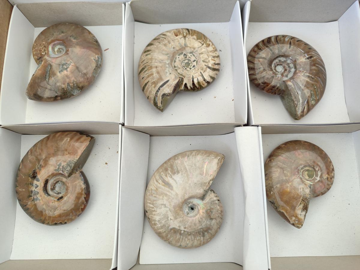 Polished Cleoniceras Ammonite Fossils x 6 From Tulear, Madagascar