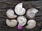 Polished Cleoniceras Ammonite Fossils x 6 From Tulear, Madagascar