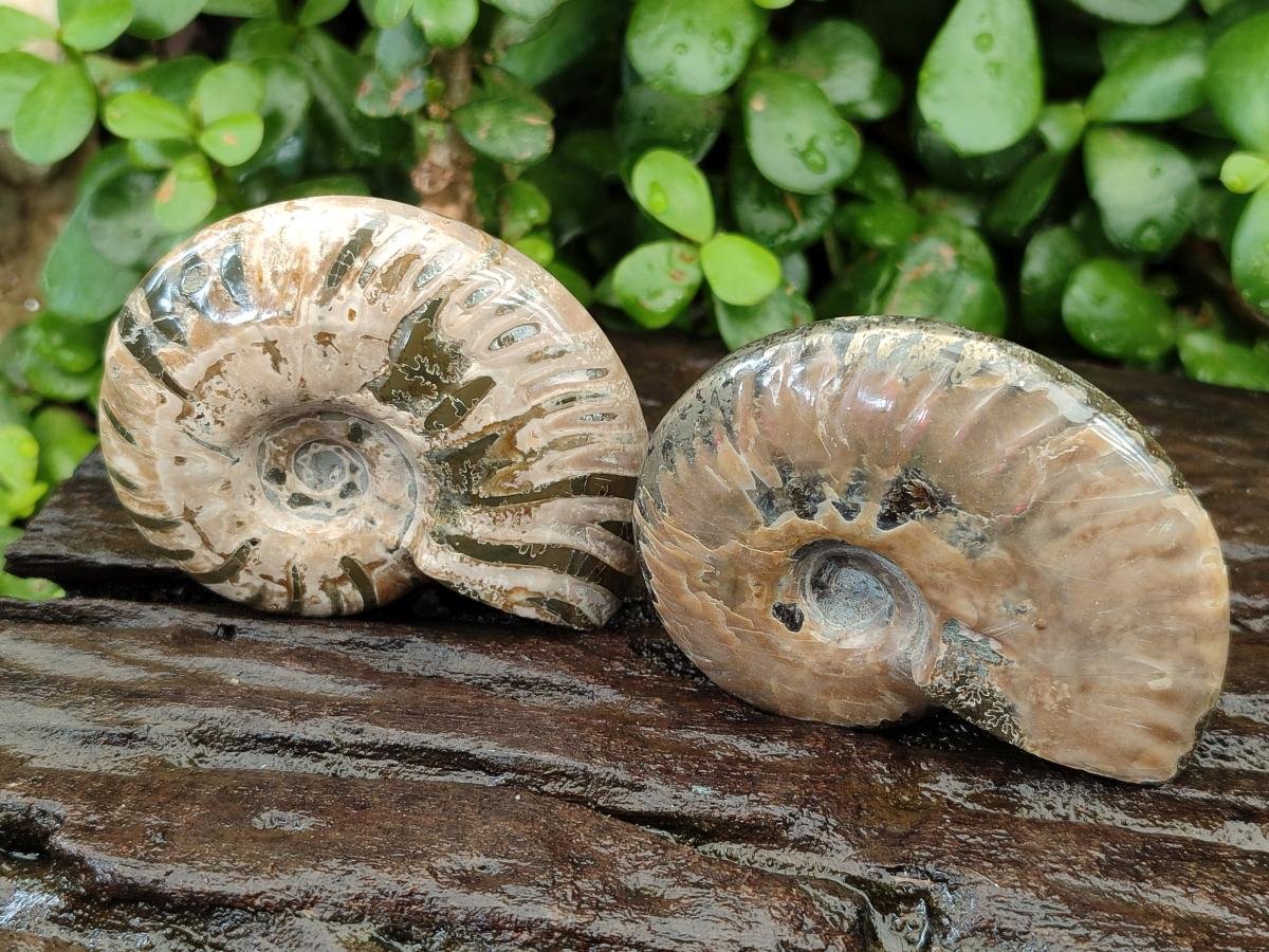 Polished Cleoniceras Ammonite Fossils x 6 From Tulear, Madagascar