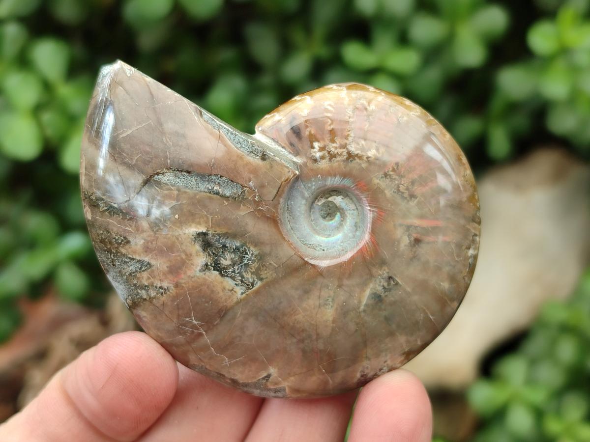 Polished Cleoniceras Ammonite Fossils x 6 From Tulear, Madagascar