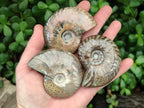 Polished Cleoniceras Ammonite Fossils x 6 From Tulear, Madagascar