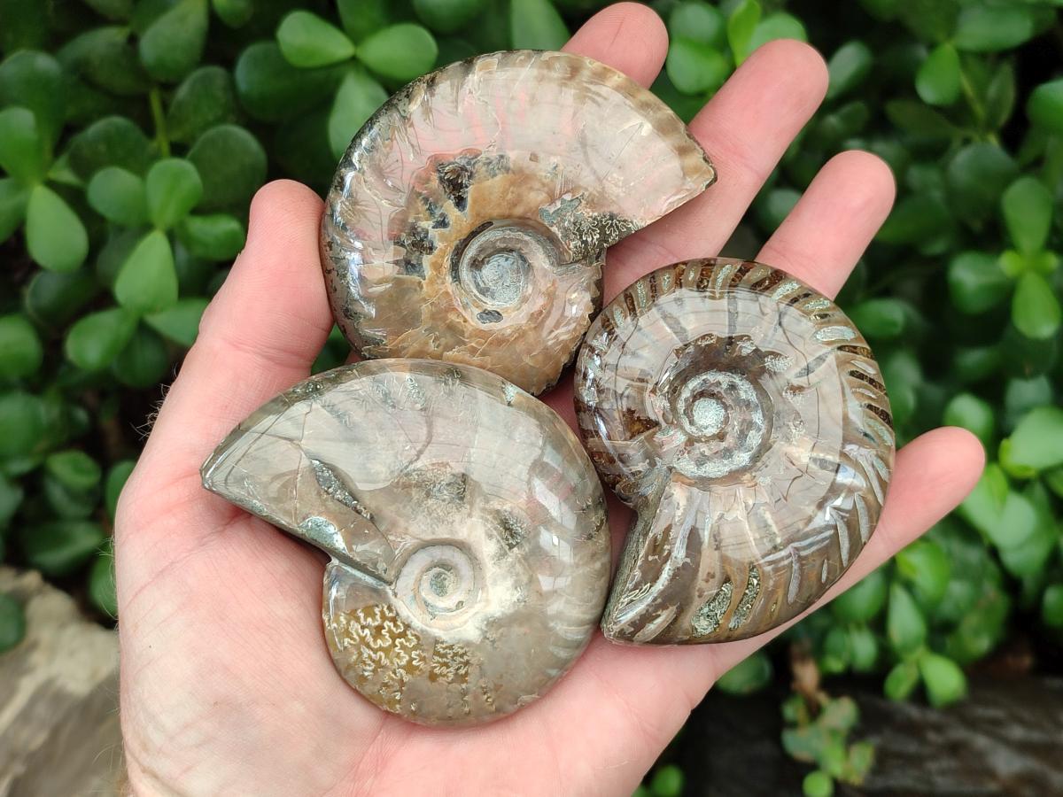 Polished Cleoniceras Ammonite Fossils x 6 From Tulear, Madagascar