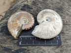 Polished Cleoniceras Ammonite Fossils x 6 From Tulear, Madagascar