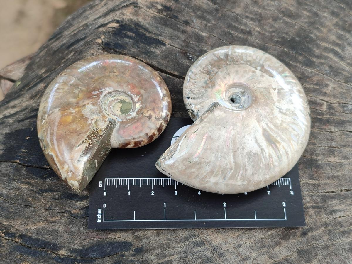 Polished Cleoniceras Ammonite Fossils x 6 From Tulear, Madagascar