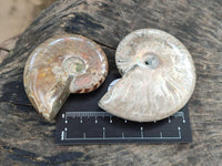 Polished Cleoniceras Ammonite Fossils x 6 From Tulear, Madagascar