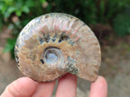 Polished Cleoniceras Ammonite Fossils x 6 From Tulear, Madagascar