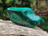 Polished Flower Banded Malachite Free Forms x 6 From Congo