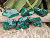 Polished Flower Banded Malachite Free Forms x 6 From Congo