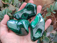 Polished Flower Banded Malachite Free Forms x 6 From Congo