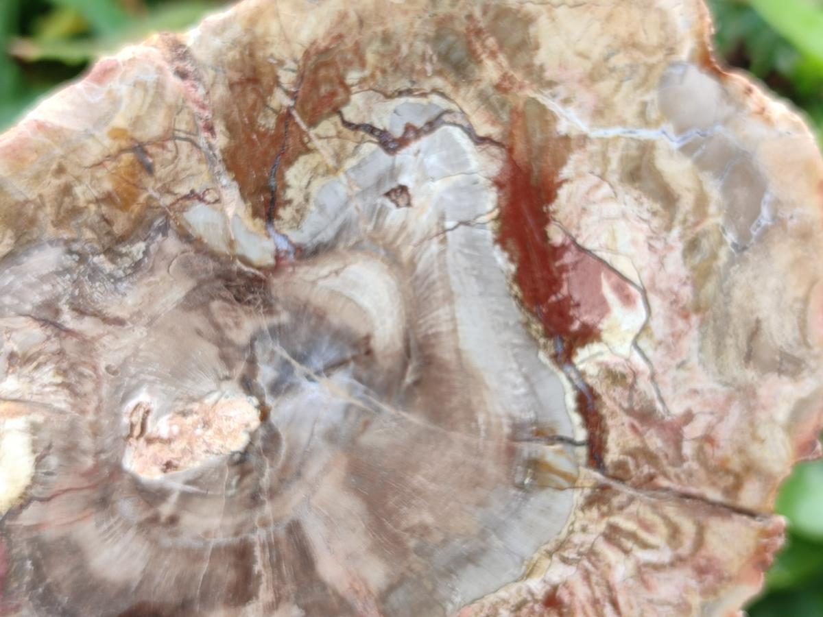 Polished Podocarpus Petrified Wood Slices x 3 From Mahajanga, Madagascar