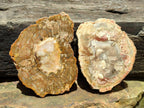 Polished Podocarpus Petrified Wood Slices x 3 From Mahajanga, Madagascar