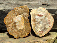Polished Podocarpus Petrified Wood Slices x 3 From Mahajanga, Madagascar