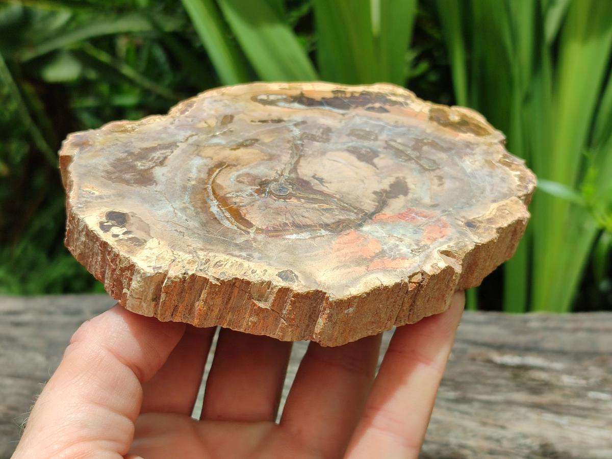 Polished Podocarpus Petrified Wood Slices x 3 From Mahajanga, Madagascar
