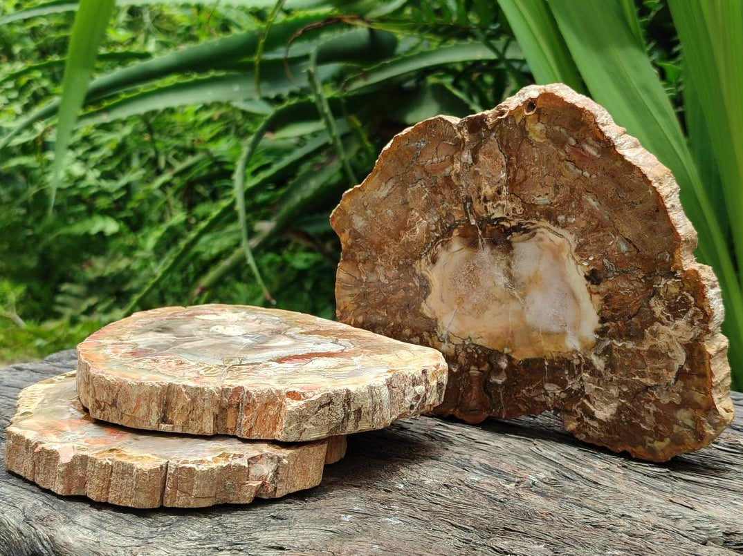 Polished Podocarpus Petrified Wood Slices x 3 From Mahajanga, Madagascar