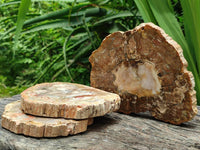 Polished Podocarpus Petrified Wood Slices x 3 From Mahajanga, Madagascar