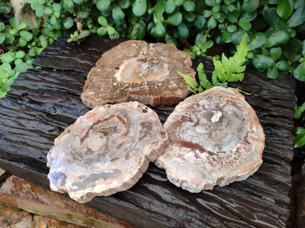 Polished Podocarpus Petrified Wood Slices x 3 From Mahajanga, Madagascar