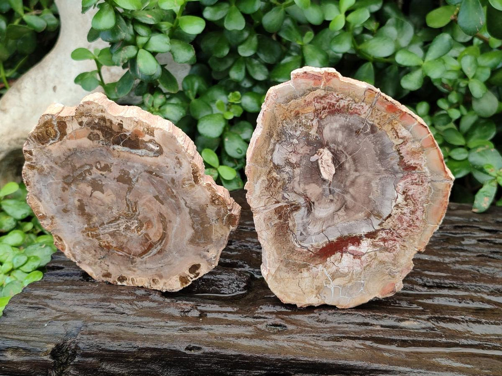 Polished Podocarpus Petrified Wood Slices x 3 From Mahajanga, Madagascar