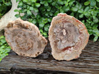 Polished Podocarpus Petrified Wood Slices x 3 From Mahajanga, Madagascar