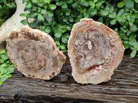 Polished Podocarpus Petrified Wood Slices x 3 From Mahajanga, Madagascar