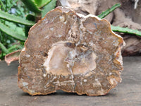 Polished Podocarpus Petrified Wood Slices x 3 From Mahajanga, Madagascar