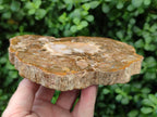 Polished Podocarpus Petrified Wood Slices x 3 From Mahajanga, Madagascar