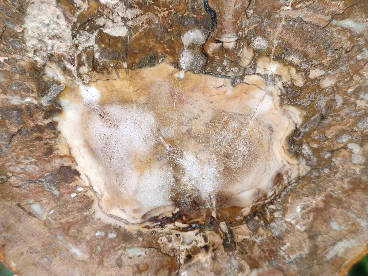 Polished Podocarpus Petrified Wood Slices x 3 From Mahajanga, Madagascar