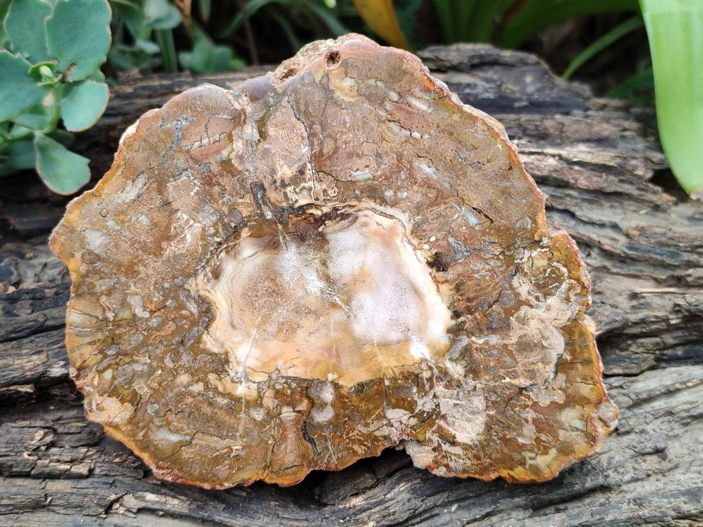 Polished Podocarpus Petrified Wood Slices x 3 From Mahajanga, Madagascar