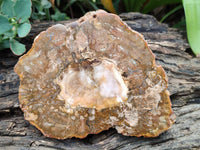 Polished Podocarpus Petrified Wood Slices x 3 From Mahajanga, Madagascar