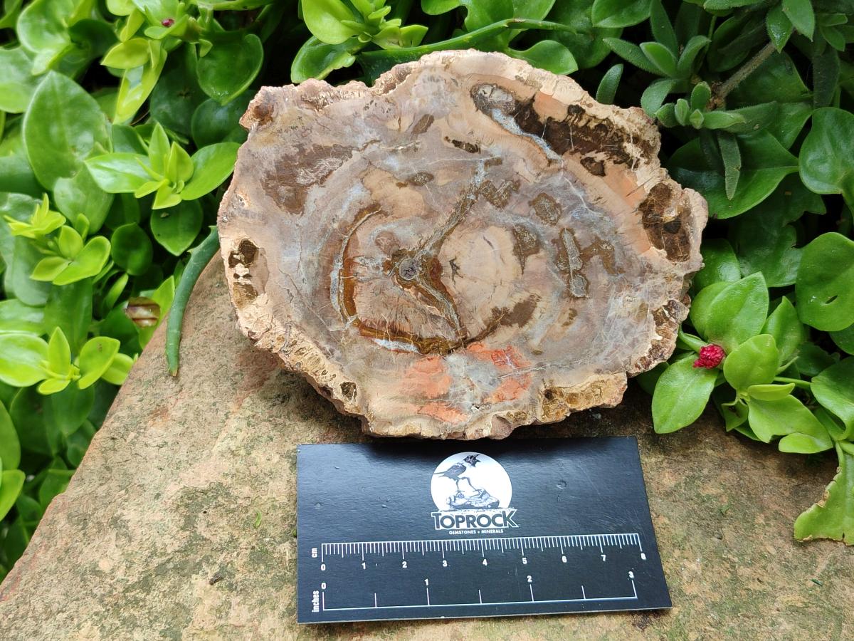 Polished Podocarpus Petrified Wood Slices x 3 From Mahajanga, Madagascar