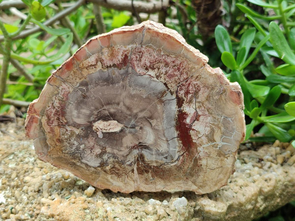 Polished Podocarpus Petrified Wood Slices x 3 From Mahajanga, Madagascar
