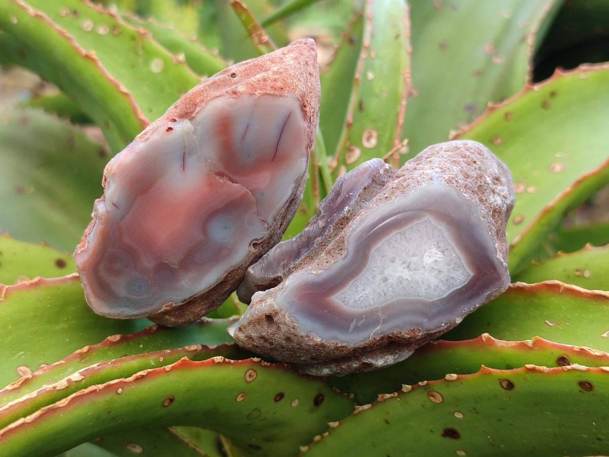 Polished Red Shashe River Agate Nodules x 7 From Shashe River, Zimbabwe