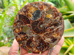 Hand Made Ammonite Conglomerate Coffee Table Coasters x 6 From Mahajanga, Madagascar - Toprock Gemstones and Minerals 