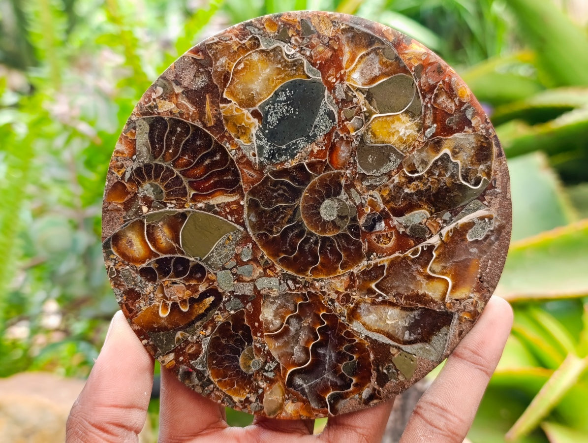 Hand Made Ammonite Conglomerate Coffee Table Coasters x 6 From Mahajanga, Madagascar - Toprock Gemstones and Minerals 