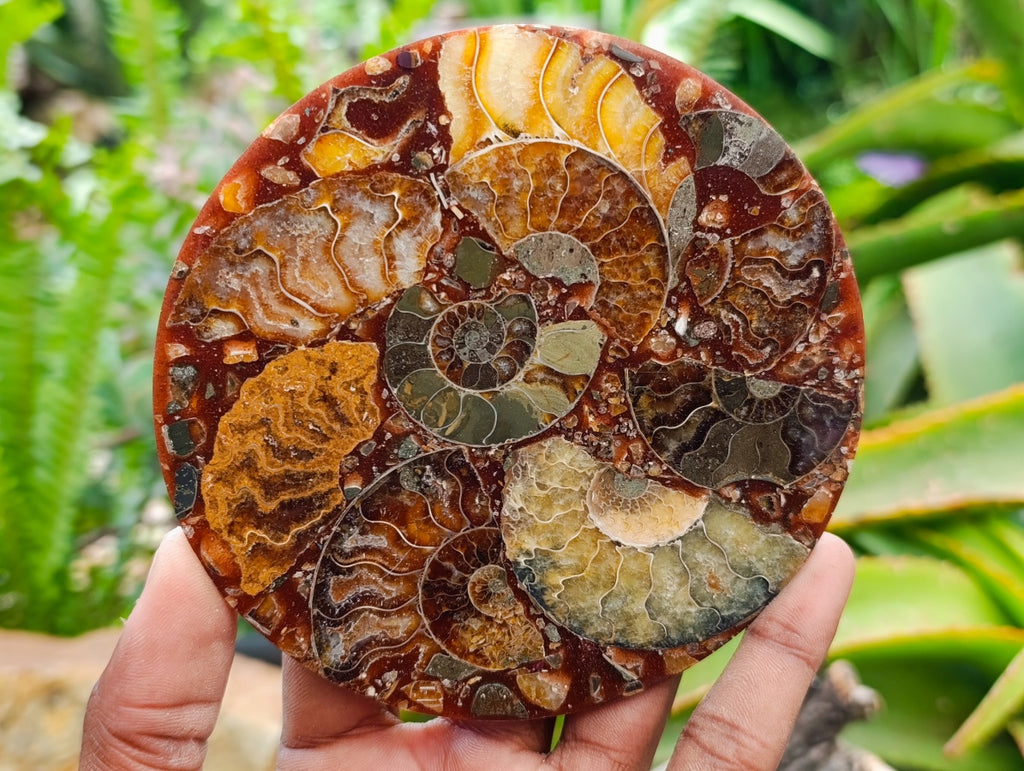 Hand Made Ammonite Conglomerate Coffee Table Coasters x 6 From Mahajanga, Madagascar - Toprock Gemstones and Minerals 